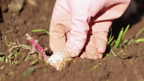 gardener in pink gloves sow sprouting potatoes on cultivated soil