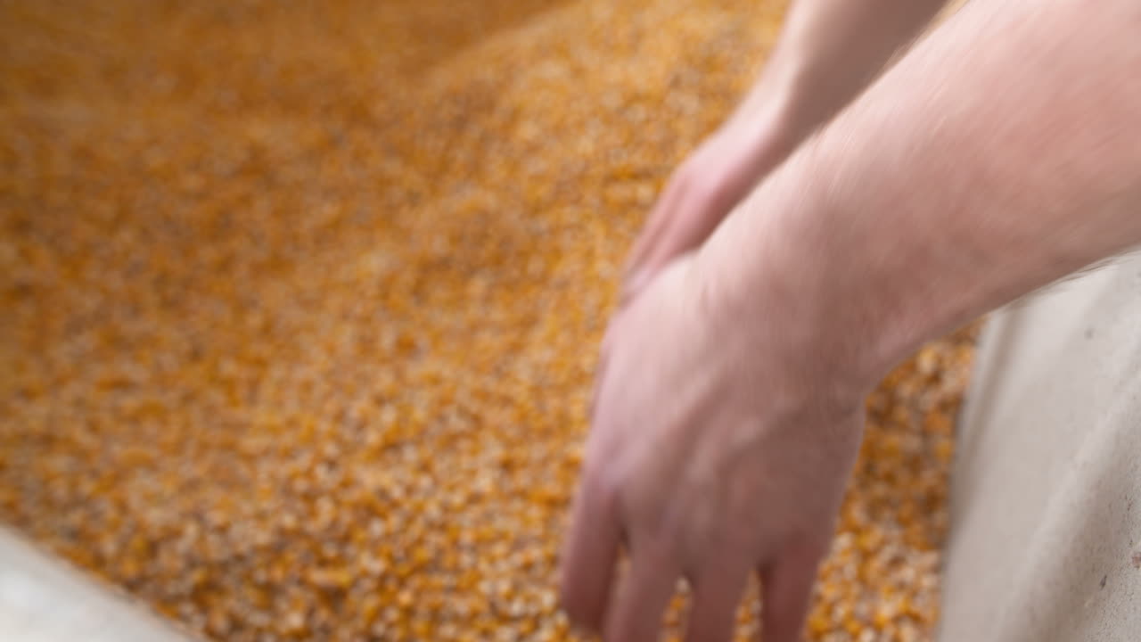 granos de maíz de maíz agrícola