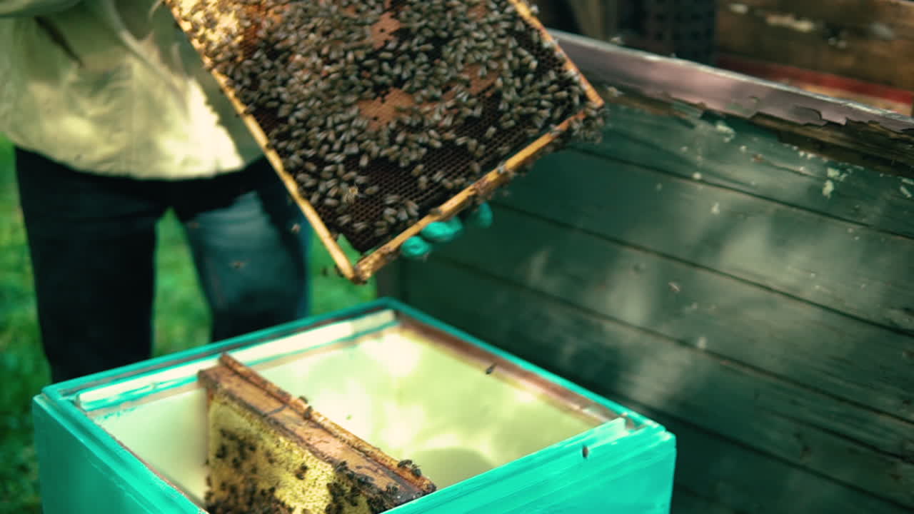Beekeeper Taking Out Brood Rack Tray. Follow Shot