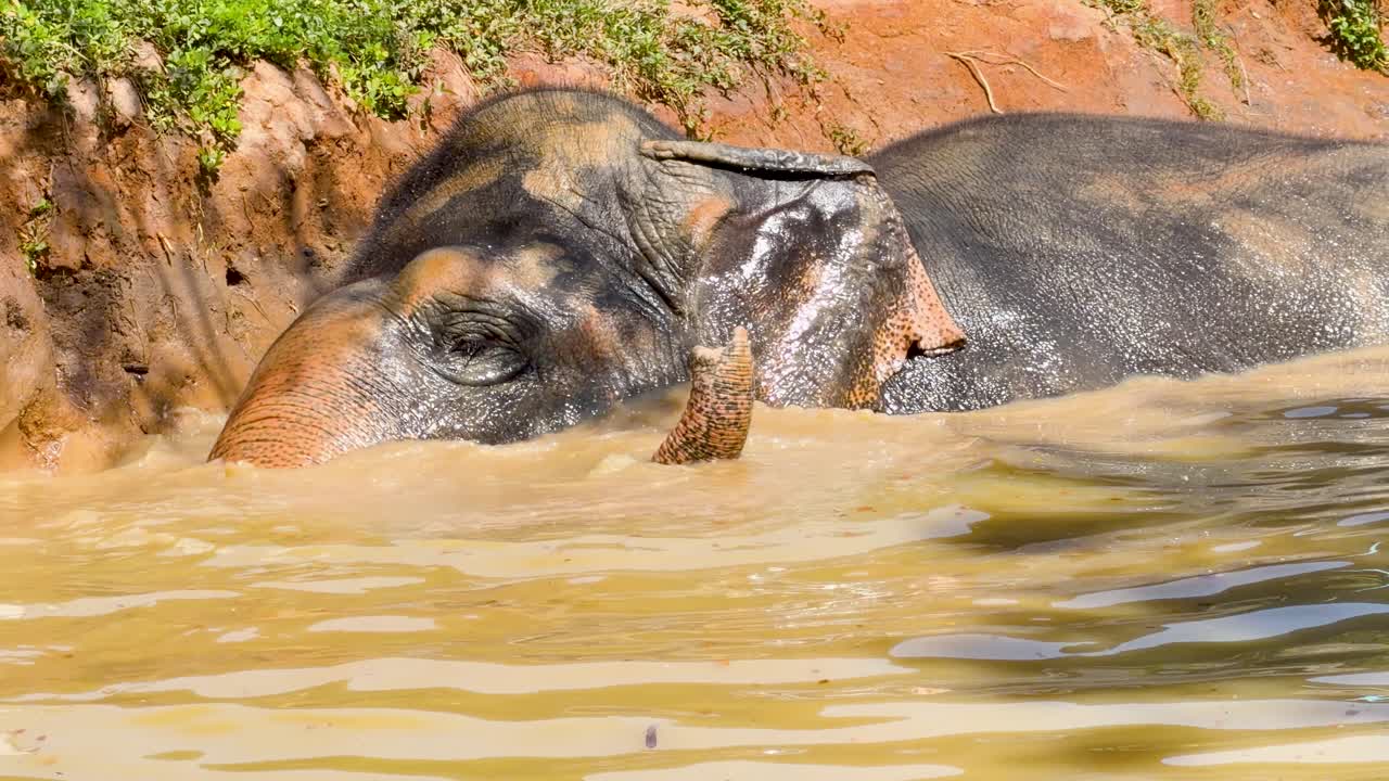 Un elefante asiatico nuota e schizza acqua con la proboscide in un santuario fluviale fangoso.