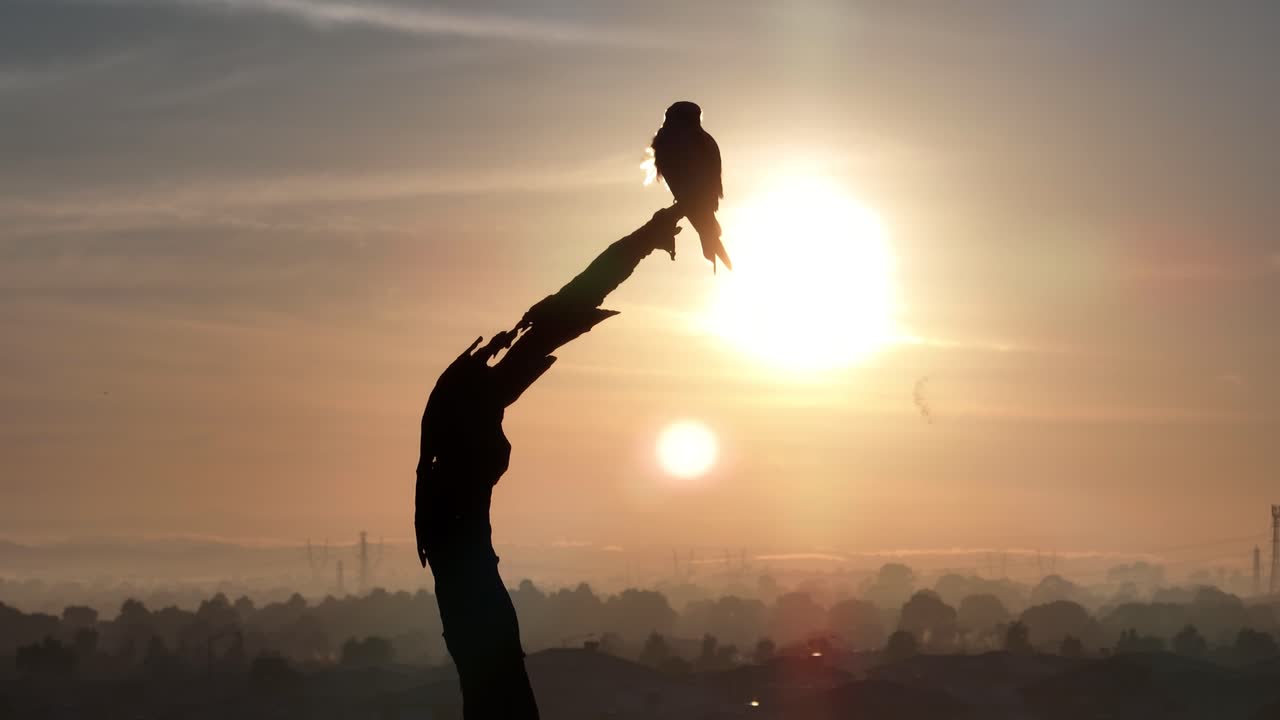 Drone shot of hunting bird perched on dead tree with sun and flare in background with other birds flying through