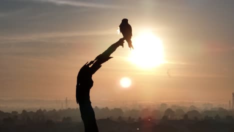 drone shot of hunting bird perched on dead tree with sun and flare in background with other birds flying through