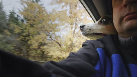 happy dog rides in the trunk of a car, put his head on the shoulder of a passenger.