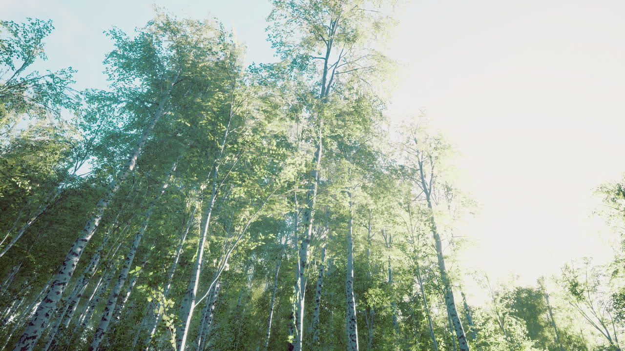 Sunlight filtering through tall trees in a serene forest landscape