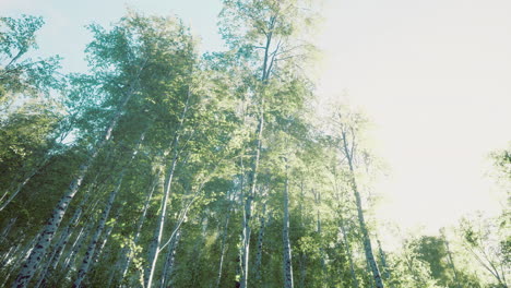 sunlight filtering through tall trees in a serene forest landscape
