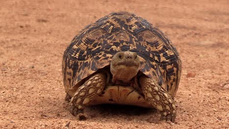 close view of leopard tortoise walking slowly on sandy ground