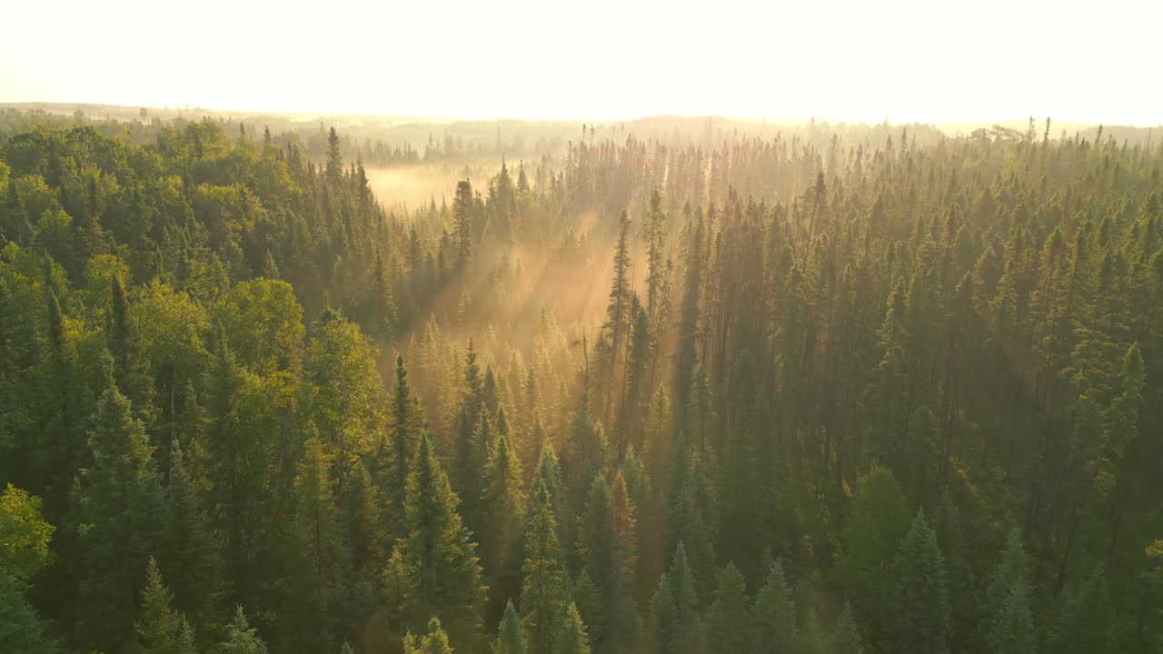Paesaggio forestale illuminato dal sole