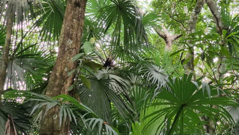 monkeys moving through tree branches in a lush tropical forest, on a sunny day