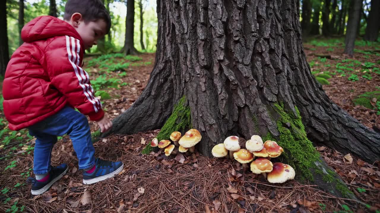 A child in a red jacket explores mushrooms at the base of a tree