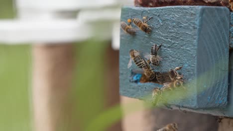 las abejas con polen en sus patas ventilan el barniz de la caja de natación o la colmena