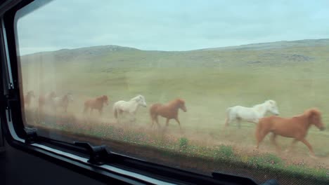 runnig group of black, brown and white horses in the field with a scenic mountain background behind in iceland, out of the car window shot, full hd