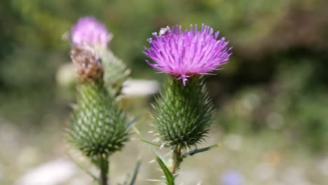 flor exótica, moviéndose bajo un viento suave y con un fondo borroso