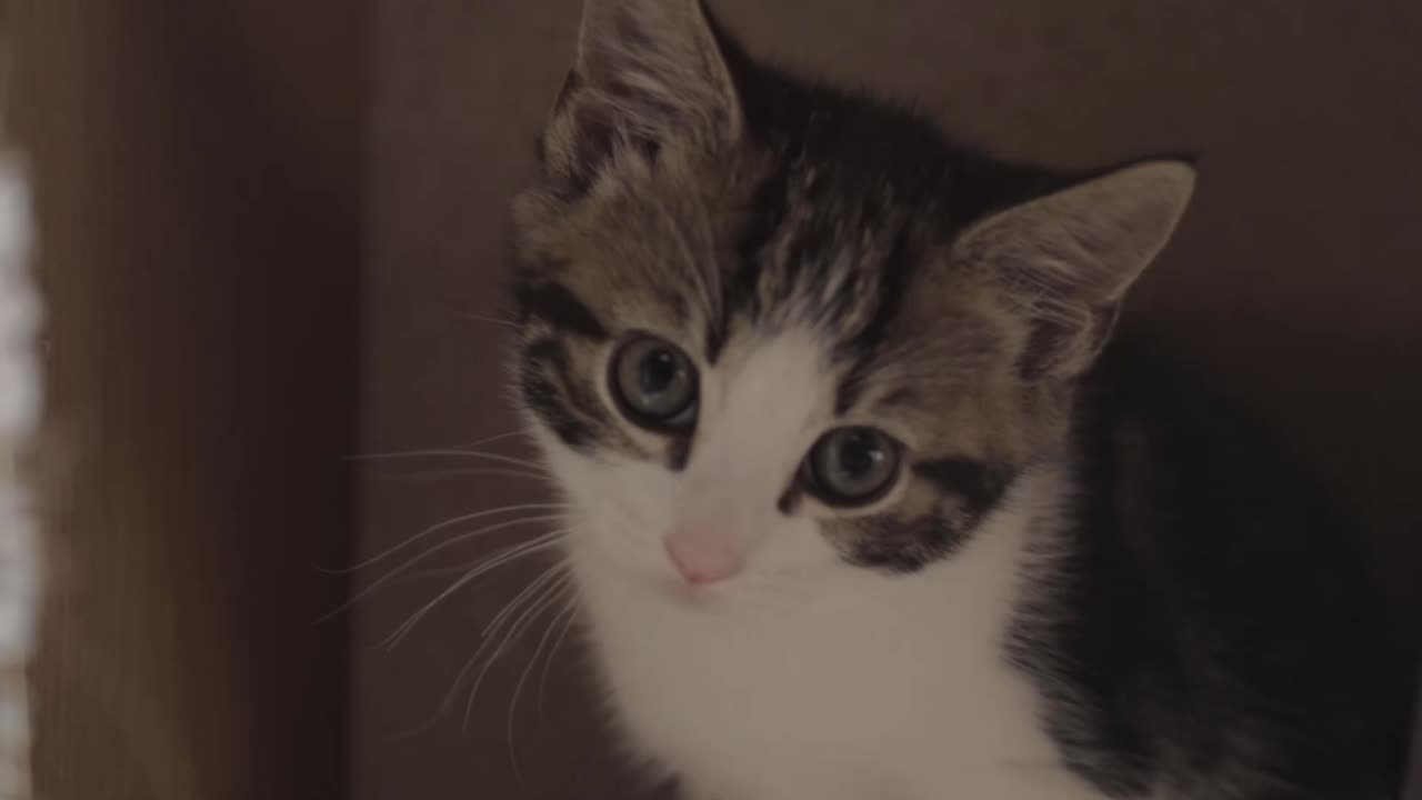 Cute tabby kitten portrait looking into camera close up shot