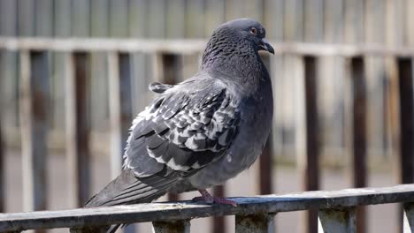 pigeon sitting on steel railing clouseup shot.