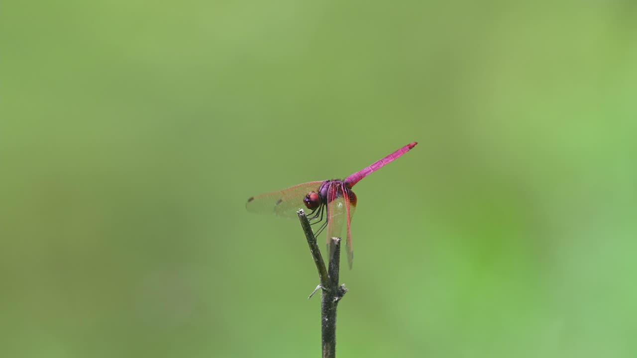 크림슨 dropwing, trithemis 오로라, kaeng krachan 국립 공원, 유네스코 세계 문화 유산, 태국