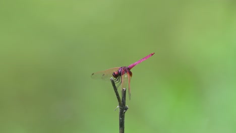 dropwing carmesí, trithemis aurora, parque nacional kaeng krachan, patrimonio mundial de la unesco, tailandia