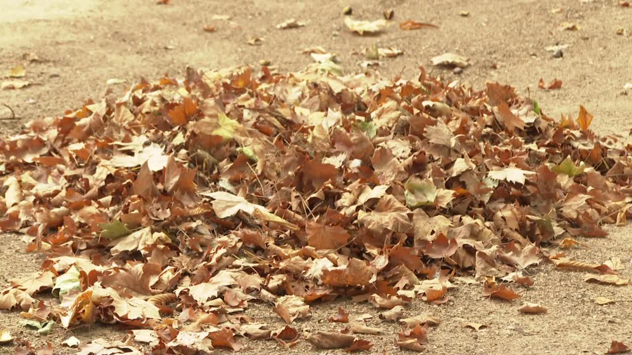 mucchio di foglie secche sul pavimento
