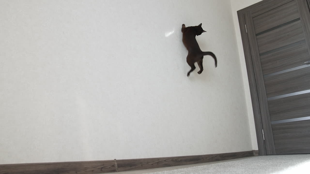 Funny burmese cat jumping and playing. Brown burmese cat.