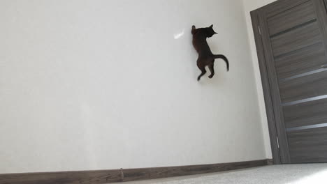 funny burmese cat jumping and playing. brown burmese cat.