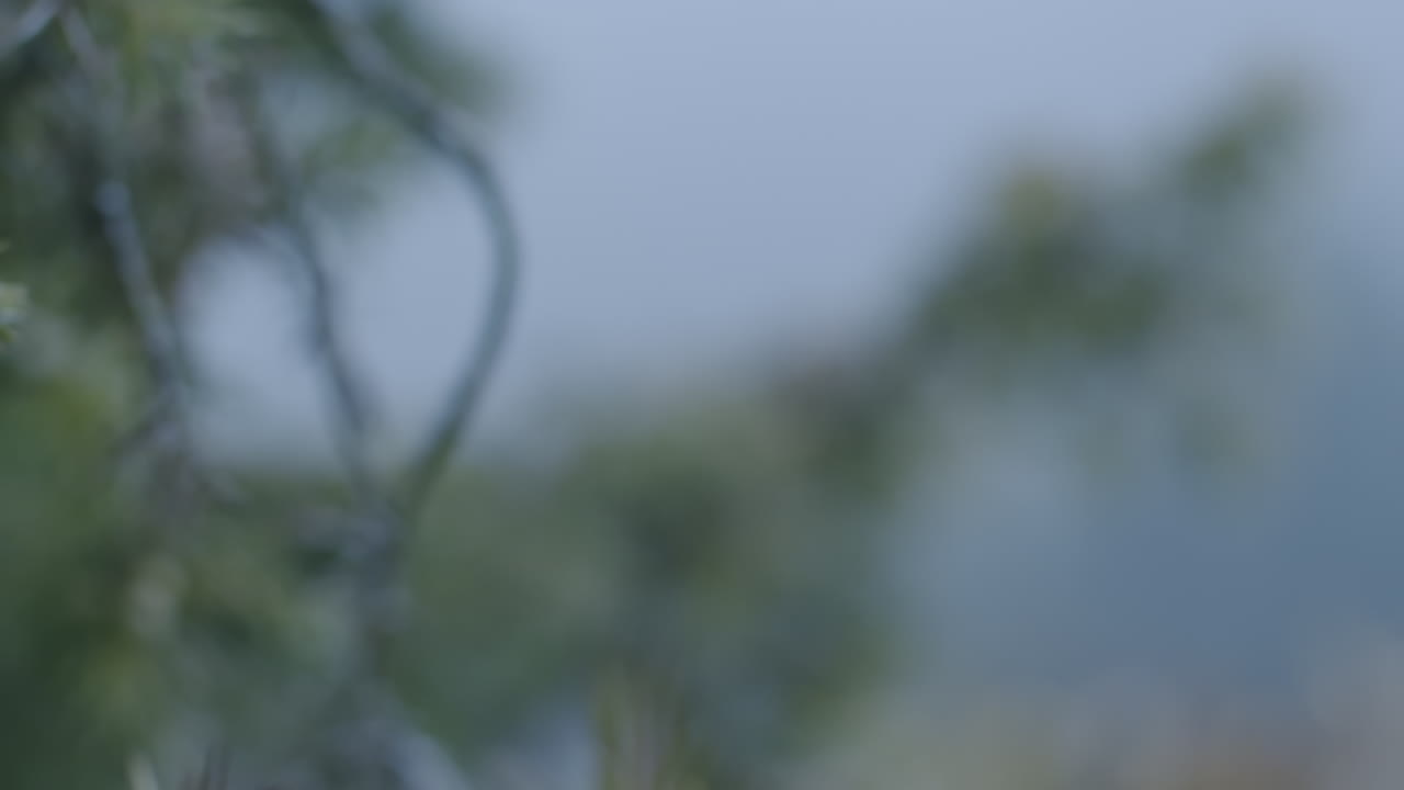 Blurred Green Leaves and Branches
