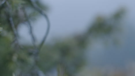 blurred green leaves and branches
