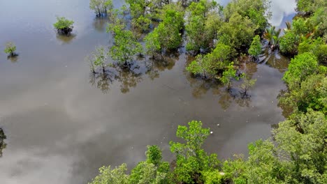 Luftaufnahme-Eines-Sumpfgebiets-Mit-Schweren-Wasserpflanzen,-Mangroven,-Die-In-Wassergeschützten-Gebieten-Wachsen