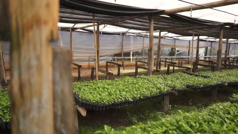 Greenhouse-made-of-wood-with-Yerba-Mate-Seed-Trays