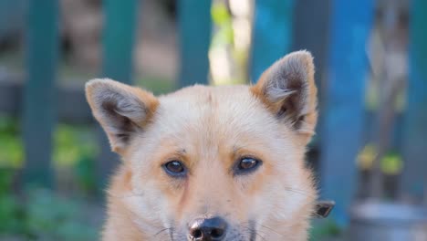 light brown dog portrait
