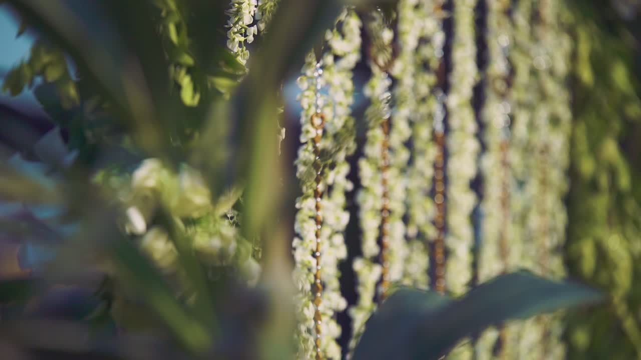 아름다운 향기있는 재스민으로 낮에 결혼식 장식