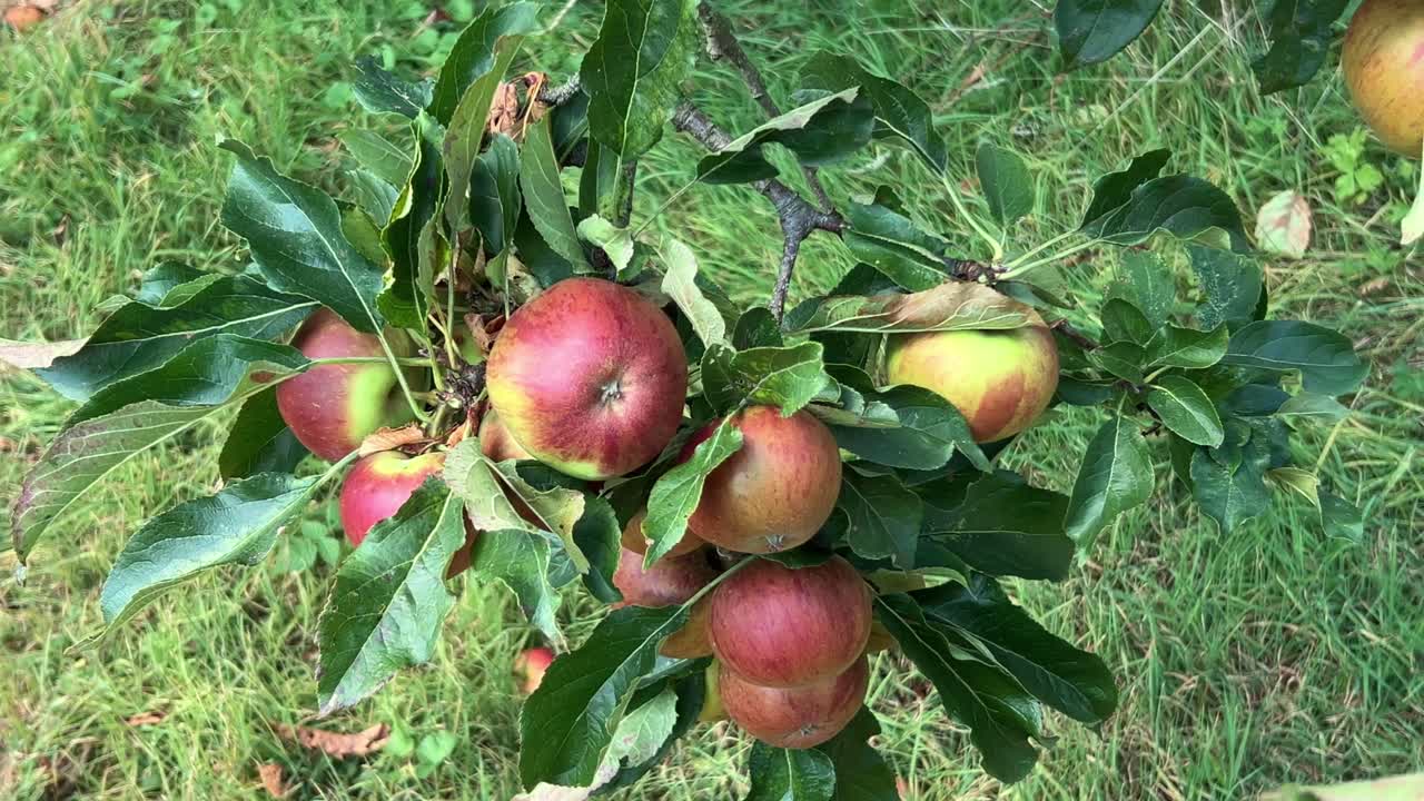 Apple branch with Fiesta eating apples ready for picking moving in the breeze,