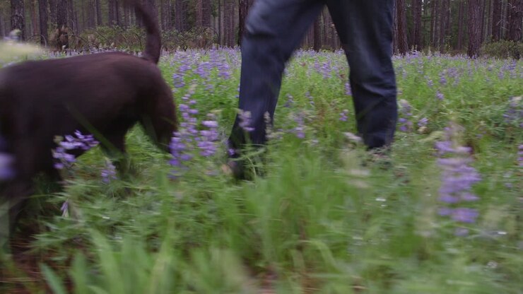 POV shot from a low level of a man and his dog walking through a forest
