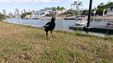 bird walking by a marina on a sunny day.