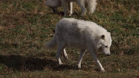 arctic wolf walking while other chew prey in background slomo