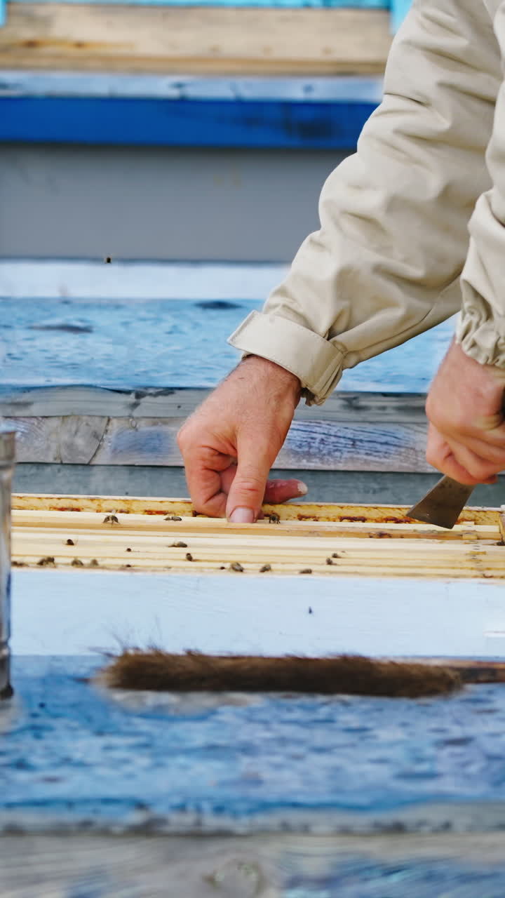Beekeeper holds honey frame