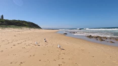 seagulls walking on sandy beach by the sea