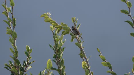 Pájaro-De-Jardín-Colgando-De-La-Planta-En-Un-Día-Ventoso