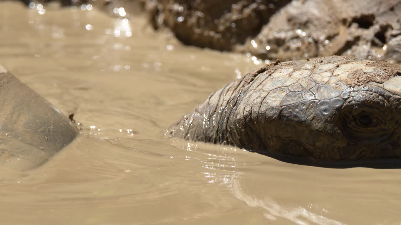 Primo piano di una tartaruga gigante di Aldabra che poggia la testa in una pozzanghera di fango marrone.