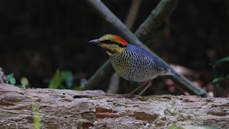 picando en los agujeros de un tronco caído mientras la pitta azul hydrornis cyaneus busca algo de comida en la maleza del bosque de un parque nacional en tailandia