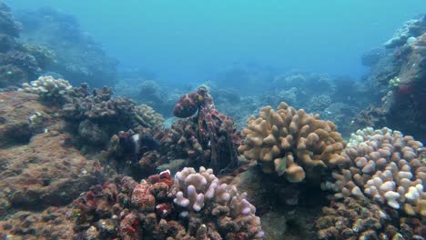 big wild reef octopus changing camouflage color, patterns and texture of its skin