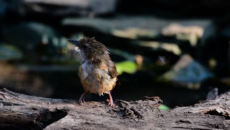 Der-Schwätzer-Des-Abtes-Ist-Im-Himalaya-Bis-Südasien-Und-Südostasien-Zu-Finden