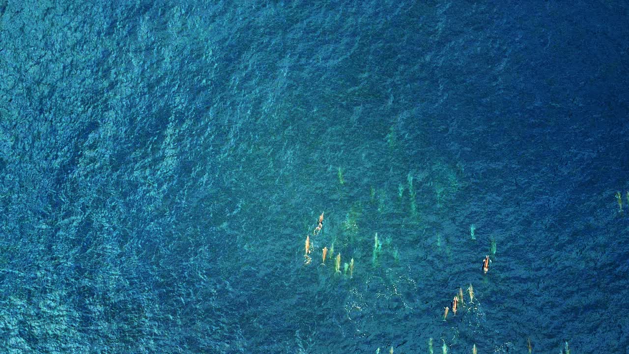 넓은 바다에서 함께 수영하는 스피너 돌고래 가족