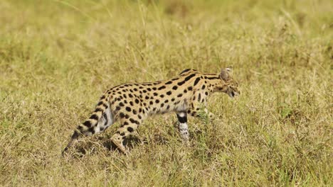 wild cat serval hunting in tall grass, low down cover, prowling, african wildlife in maasai mara national reserve, kenya, africa safari animals in masai mara north conservancy