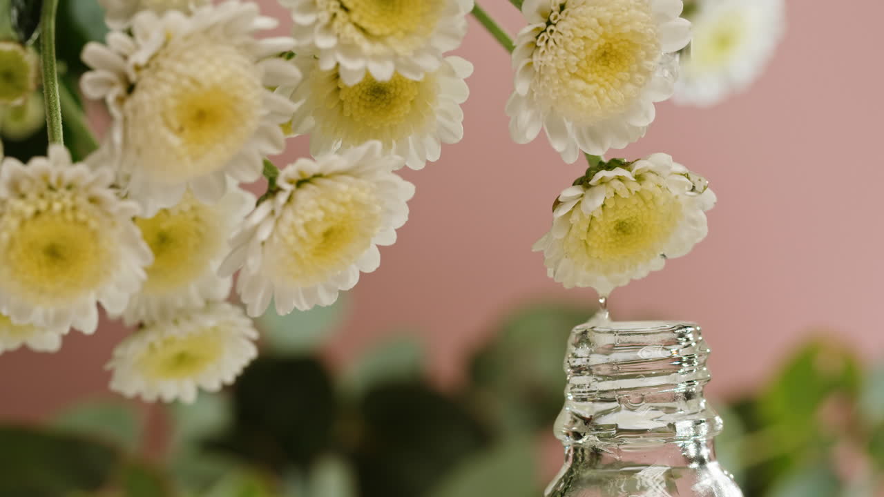 Olio essenziale di camomilla