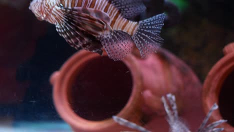 close-up of a lionfish swimming in an aquarium