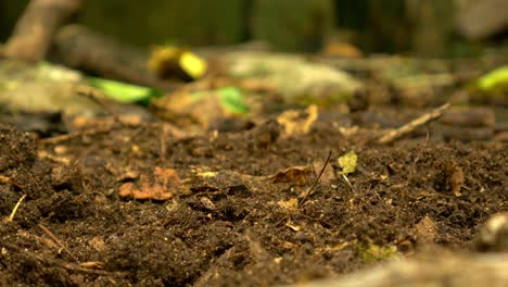 pequeños insectos que suben a la superficie en el suelo húmedo de la selva tropical