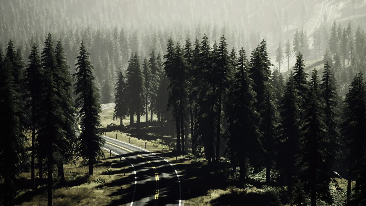 Winding road through towering evergreen trees in the early morning mist