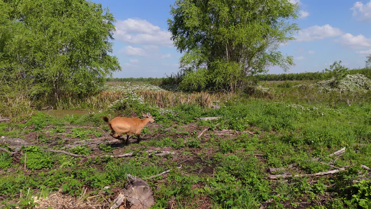 Deer standing in an open grassland, surrounded by trees and vast natural greenery fields, tracking rearview follow