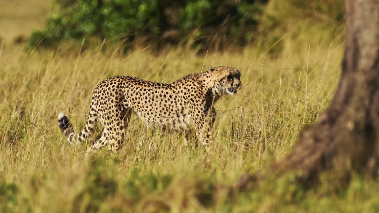 movimiento lento de un guepardo caminando en la larga hierba de la sabana, áfrica safari animal salvaje en las hierbas de la sabana en maasai mara, kenia en maasai mara, depredador de gato grande merodeando por las llanuras de las praderas de cerca