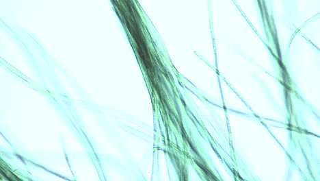 microscopic view of algae ribbons or filaments 1