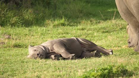 white rhino calf lying down on the grass to rest on a hot day while its mother feeds nearby